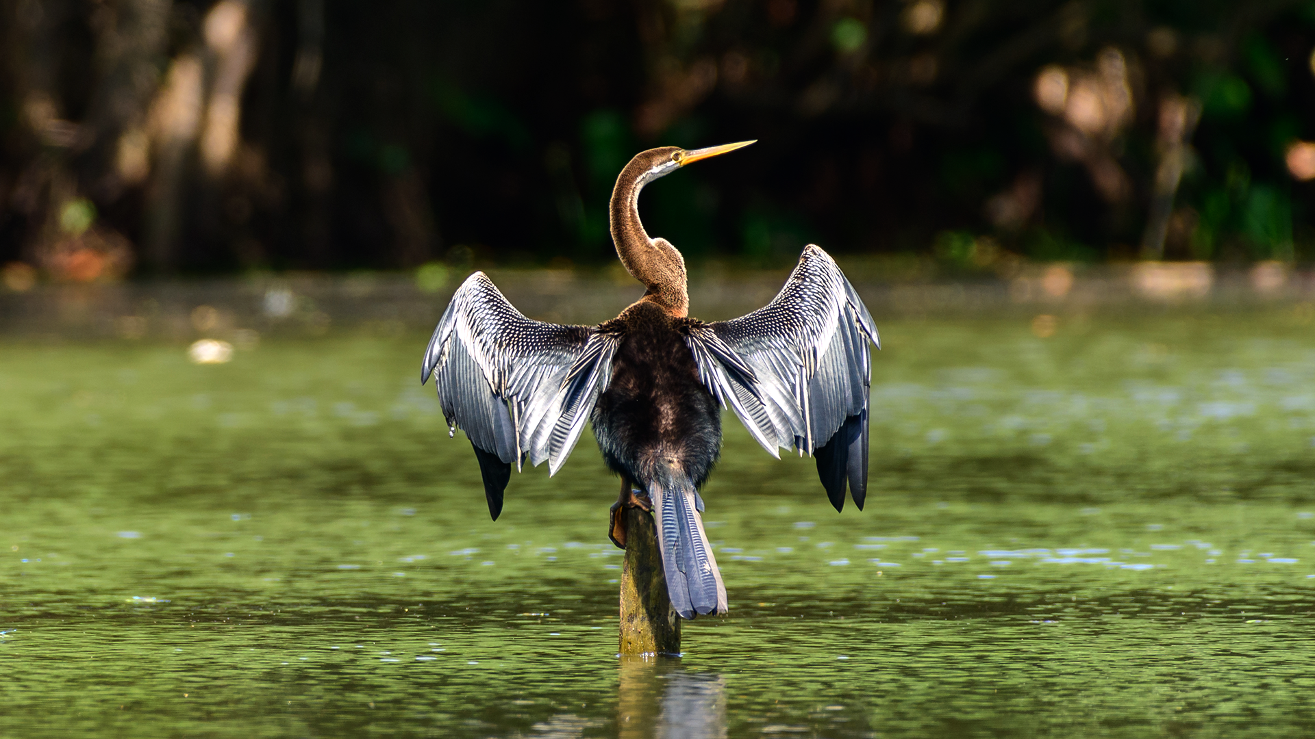 Indian Peacock