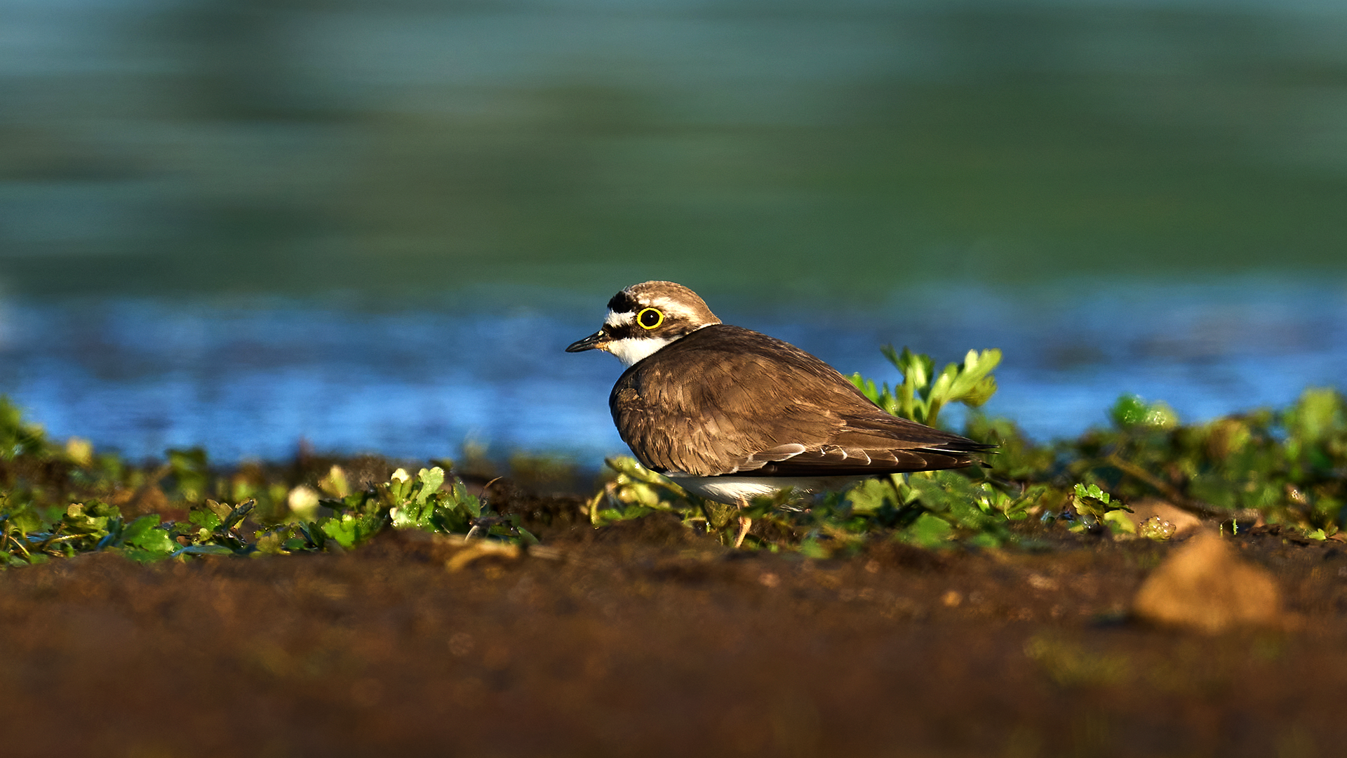 Indian Peacock