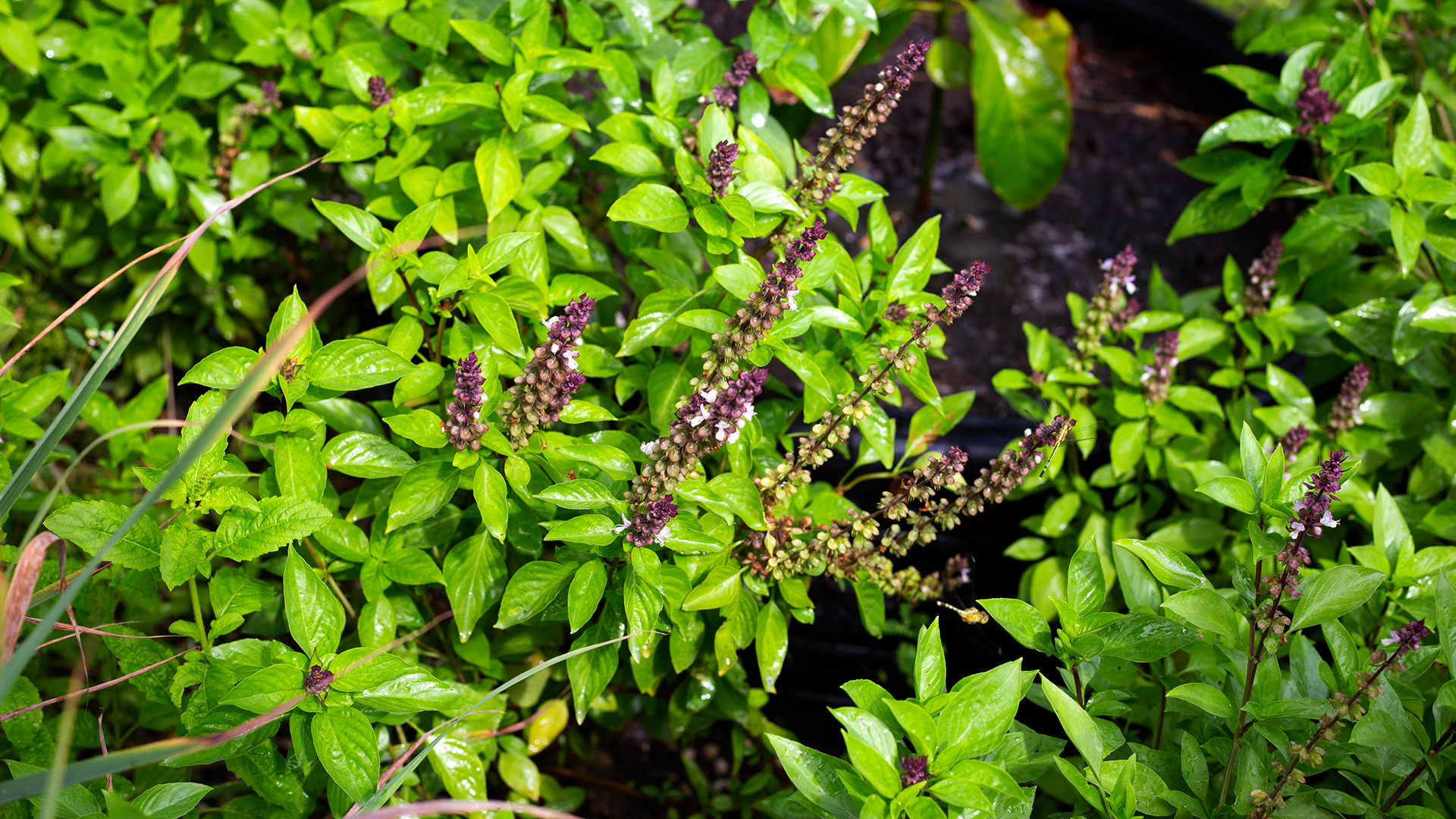 Neem Tree