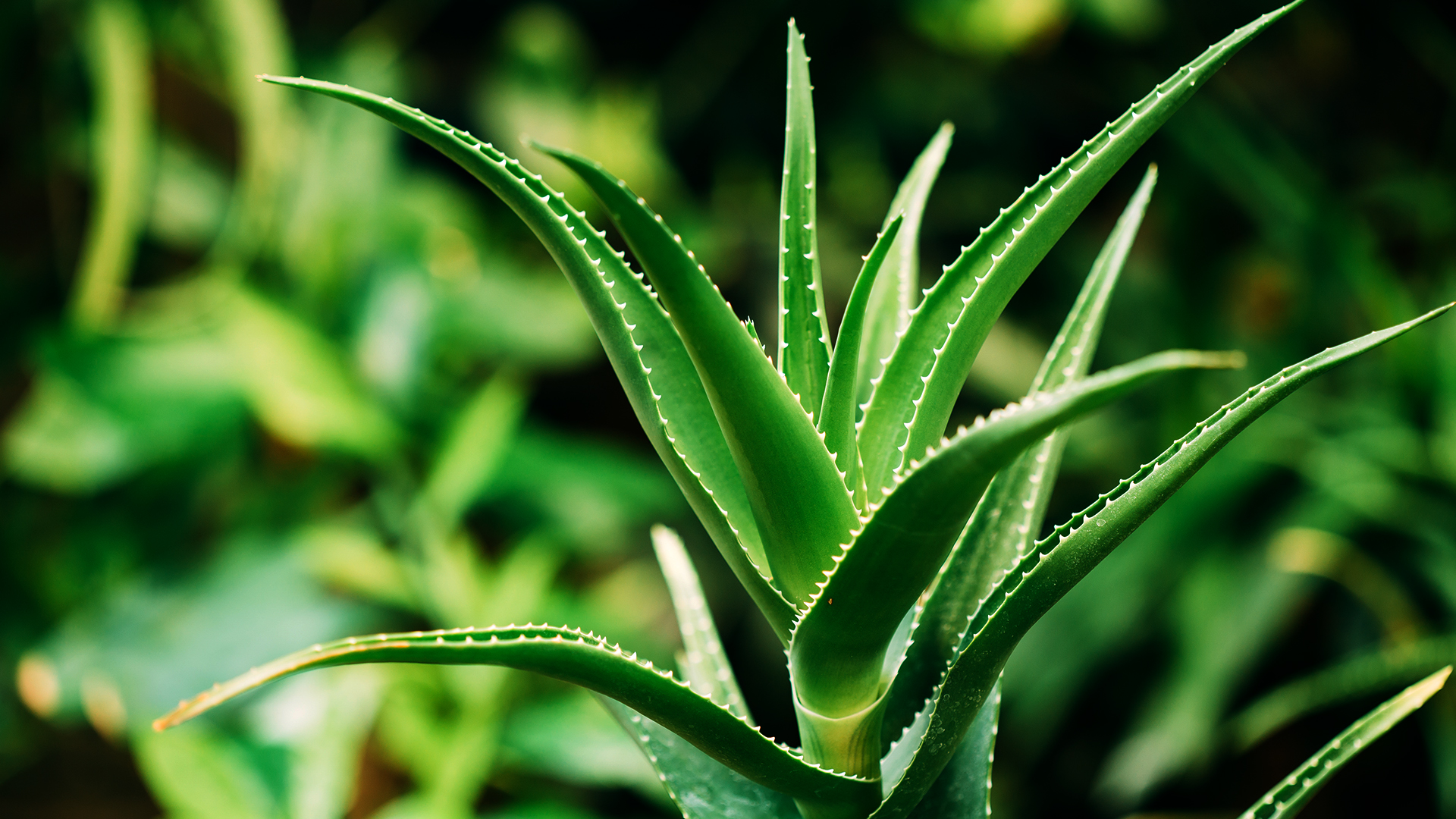 Neem Tree