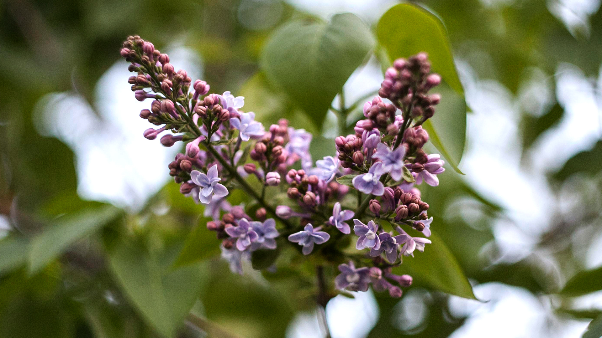 Neem Tree