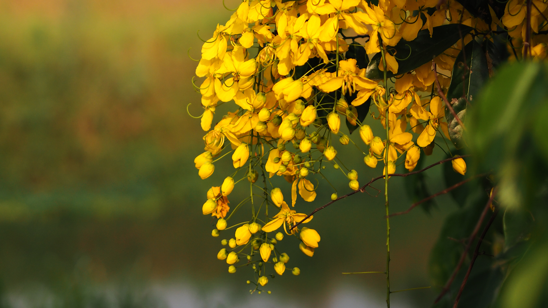 Neem Tree
